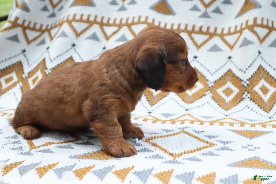 Miniature Dachshund dogs for sale: Ginger - Ad 2