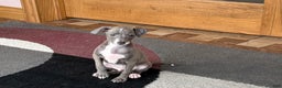 Italian Greyhound dogs for sale: Larry - Ad 2
