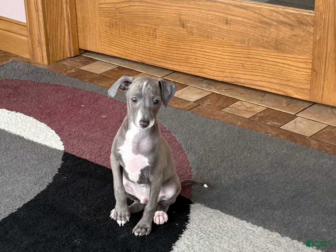 Italian Greyhound dogs for sale: Larry - Ad 2