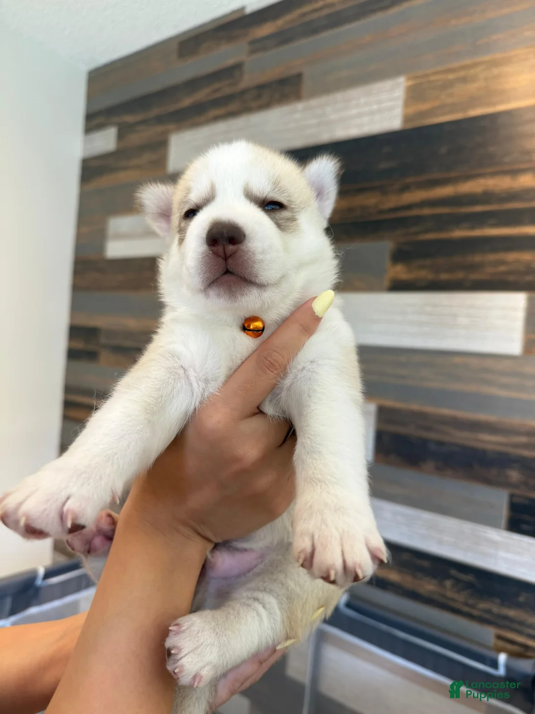 Siberian Husky dogs for sale: Siberian Husky Puppy 1 - Ad 5