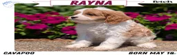 Cavapoo dogs for sale: Rayna - Ad 1