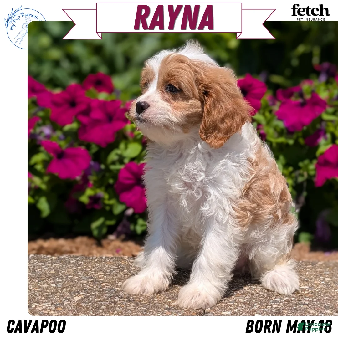 Cavapoo dogs for sale: Rayna - Ad 1