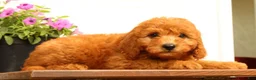 Mini Goldendoodle dogs for sale: Fido - Ad 8