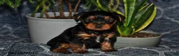 Yorkshire Terrier dogs for sale: Dakota - Ad 2