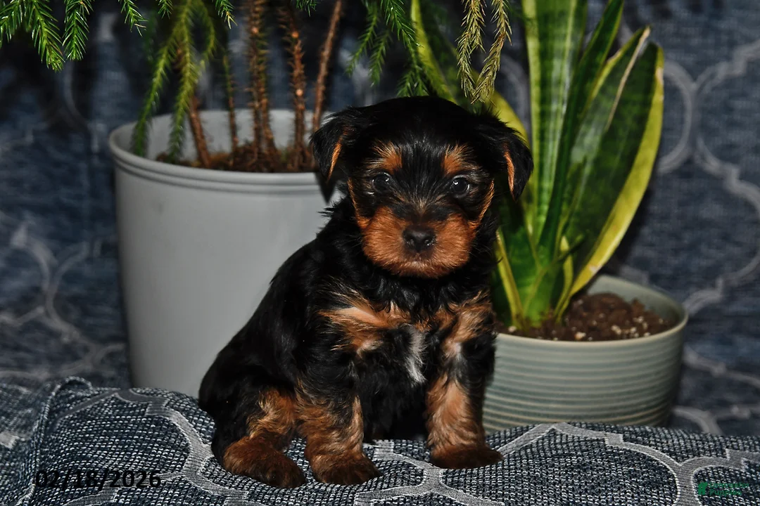 Yorkshire Terrier dogs for sale: Dakota - Ad 2
