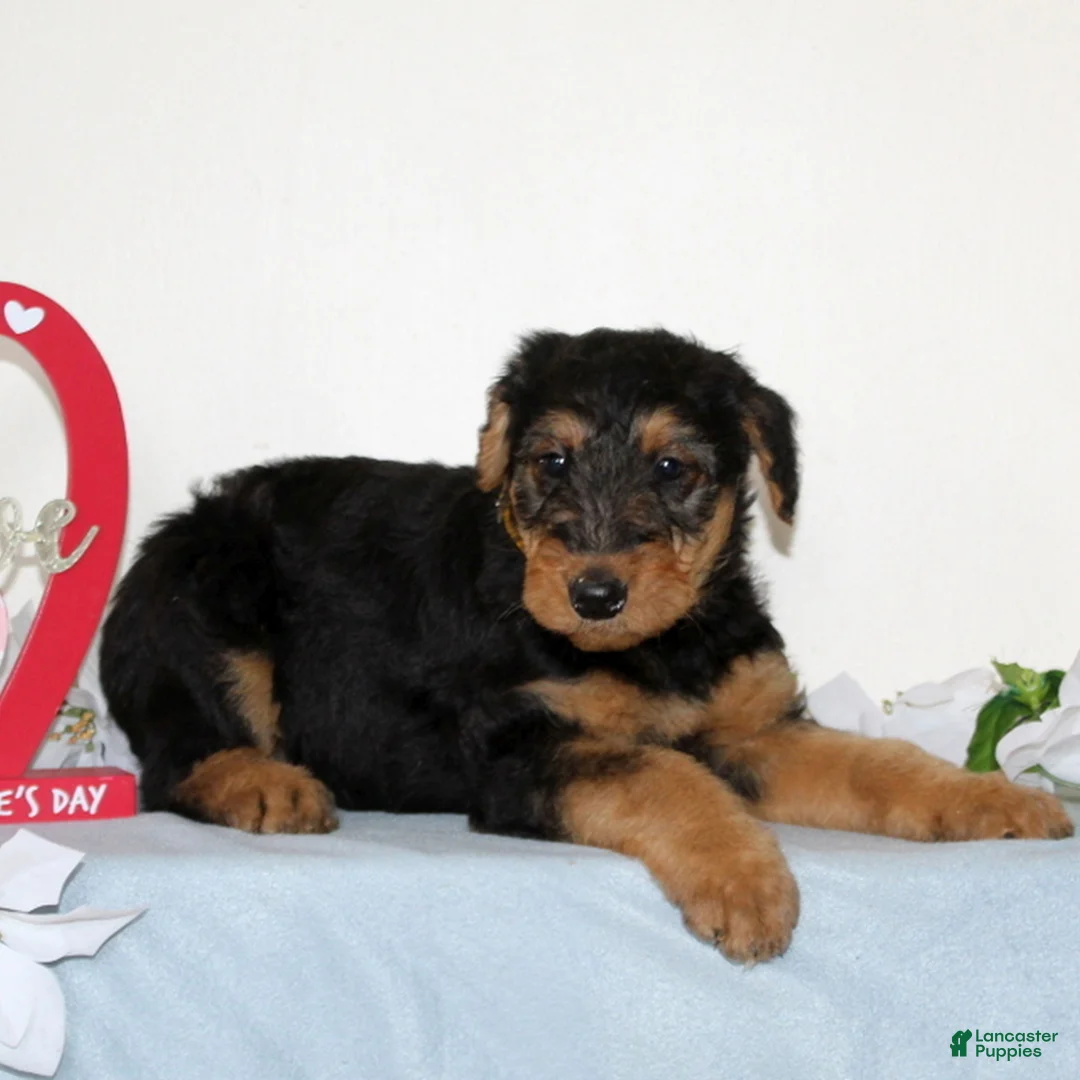 Airedale Terrier dogs for sale: Stanley  - Ad 3