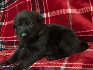 German Shepherd dogs Cody/Willow Light Blue - Ad 4