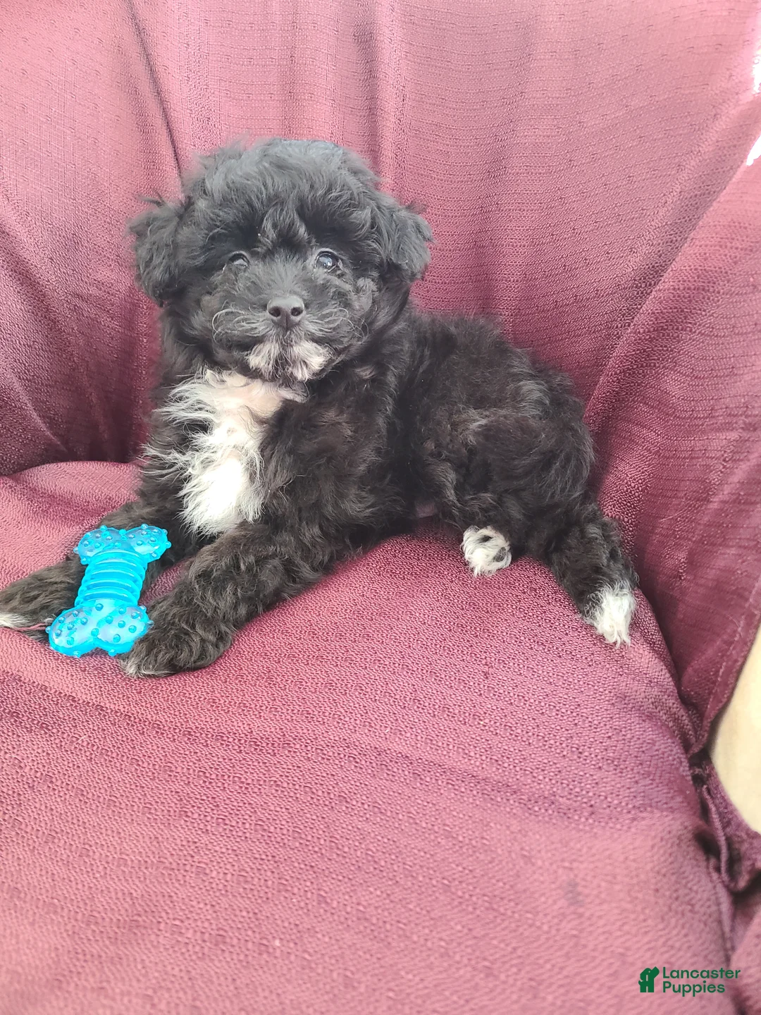 Pomapoo dogs for sale: Pomapoo Puppy 1 - Ad 1