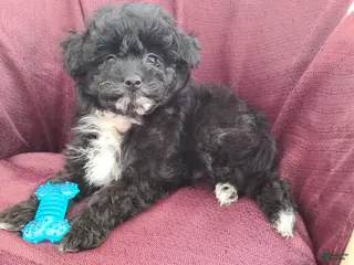Pomapoo dogs for sale: Pomapoo Puppy 1 - Ad 3