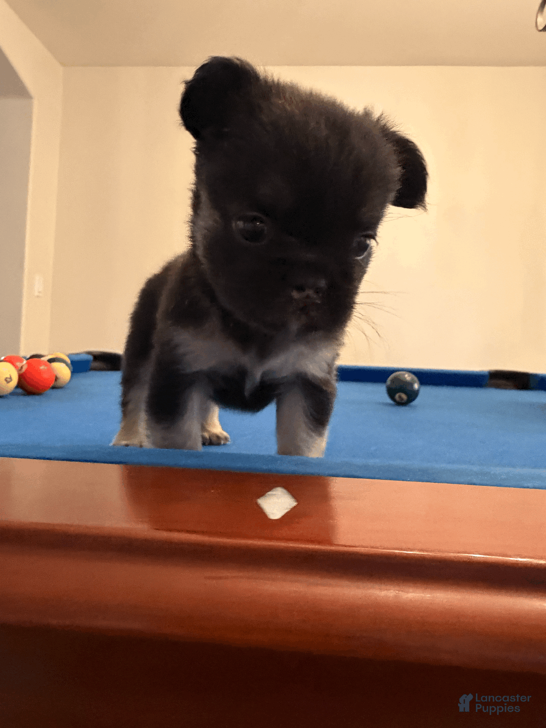 French Bulldog dogs for sale: French Bulldog Puppy 3 - Ad 4
