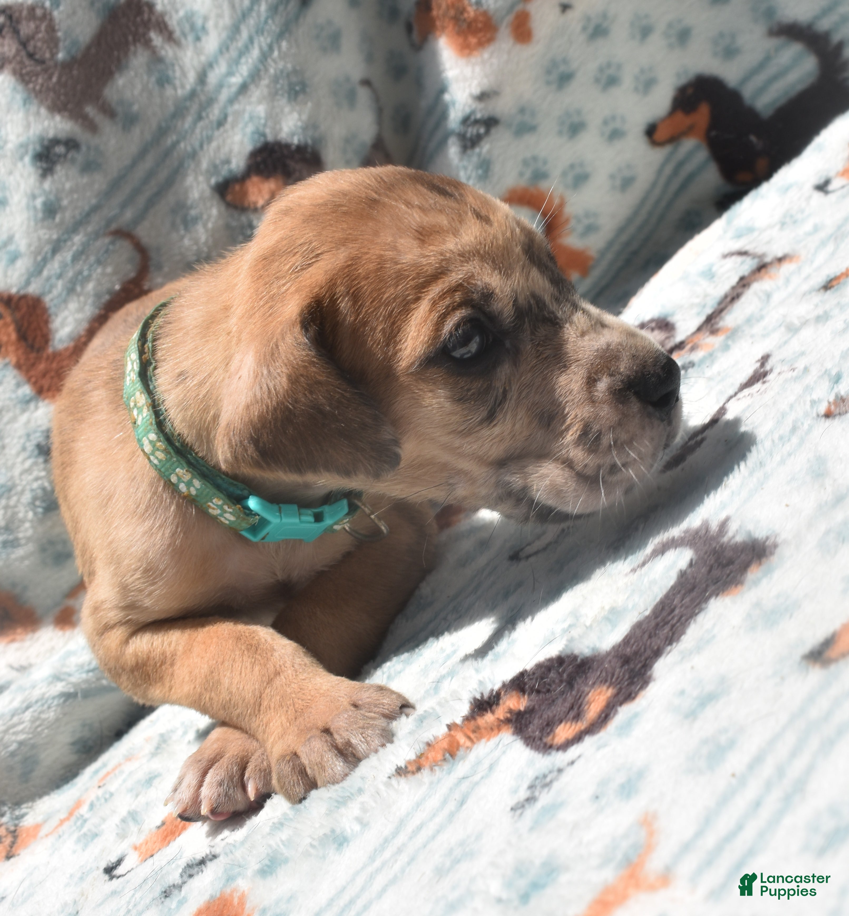 Great Dane dogs Great Dane - Turquoise Collar - Fawn Merle (Scooby Doo) - Ad 2