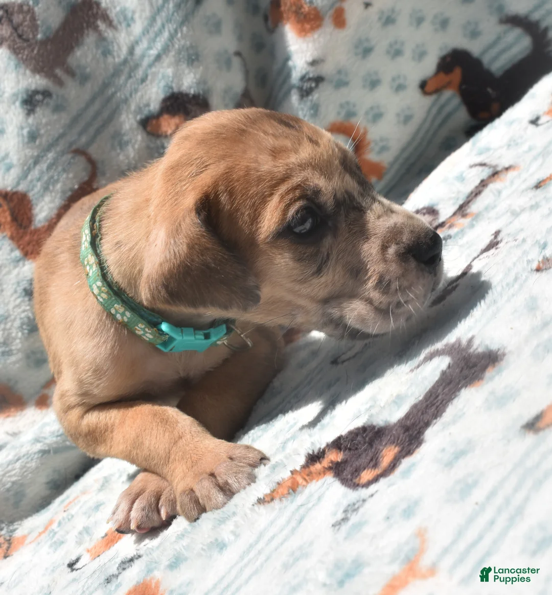 Great Dane dogs for sale: Great Dane - Turquoise Collar - Fawn Merle (Scooby Doo) - Ad 2
