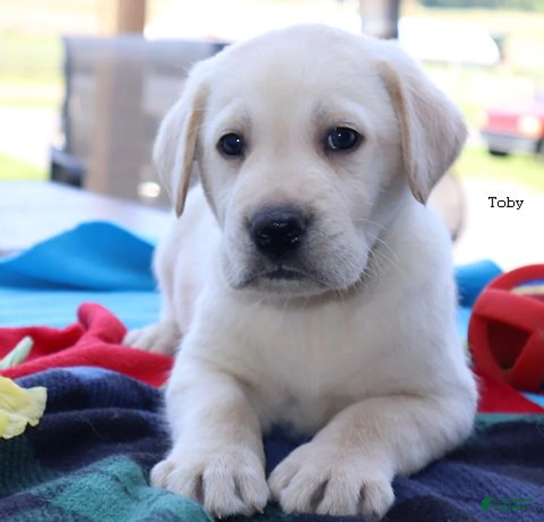 Labrador Retriever dogs for sale: Toby - Champ lines - Ad 2