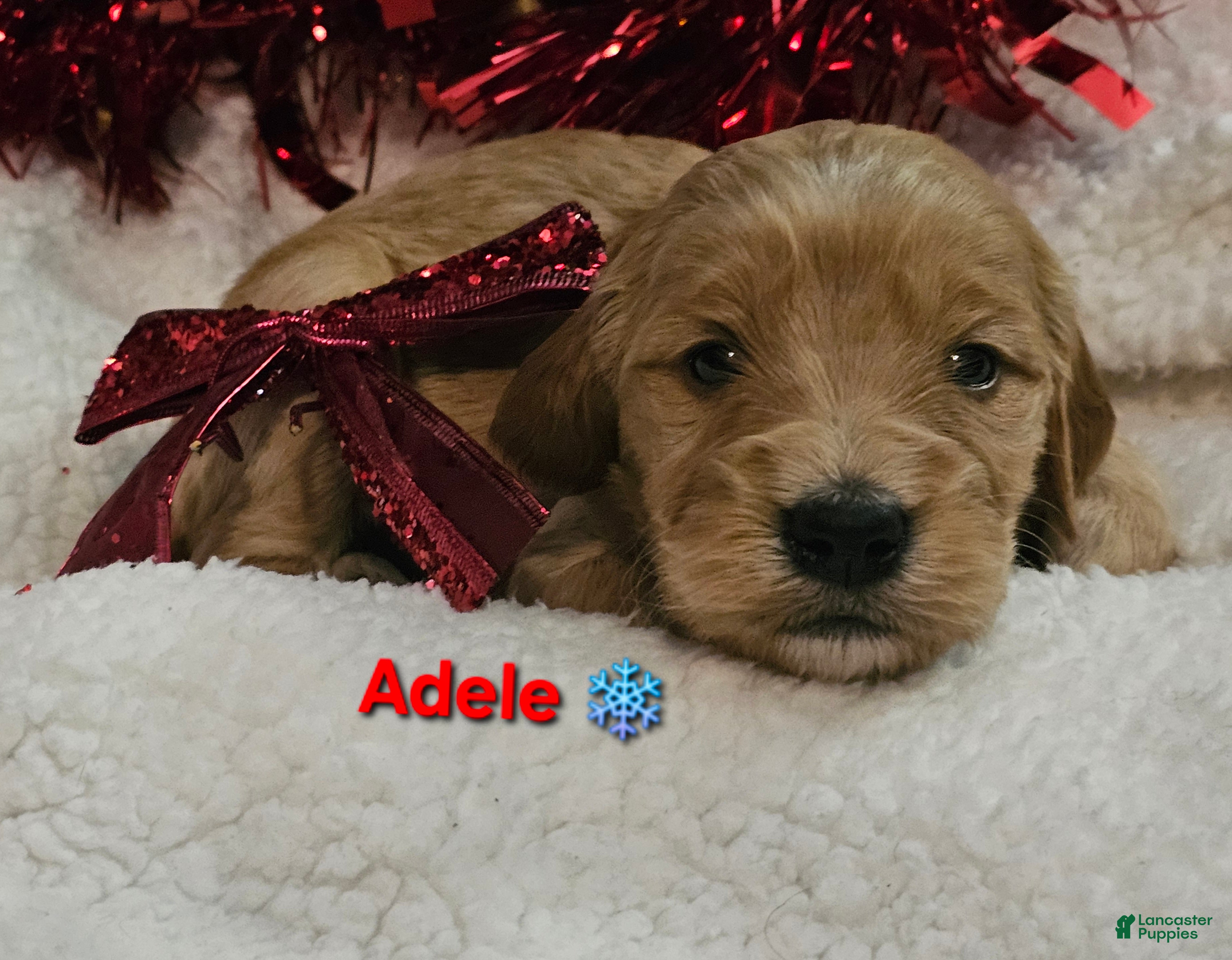 Goldendoodle dogs Adele - Ad 27