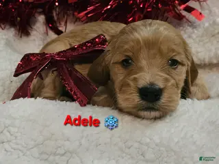 Goldendoodle dogs Adele - Ad 42