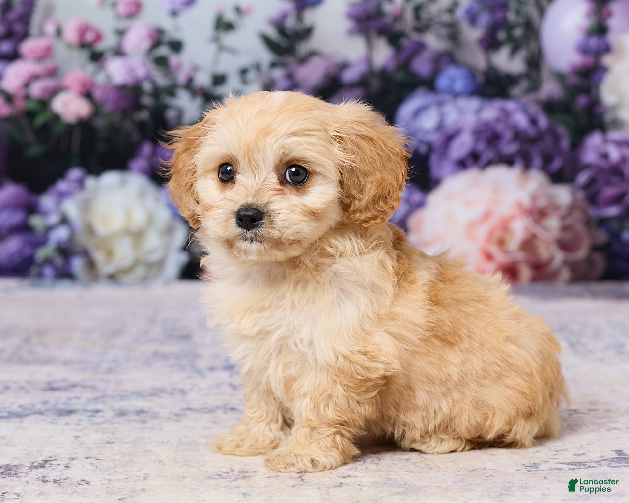 Cavachon dogs Asher - Ad 2
