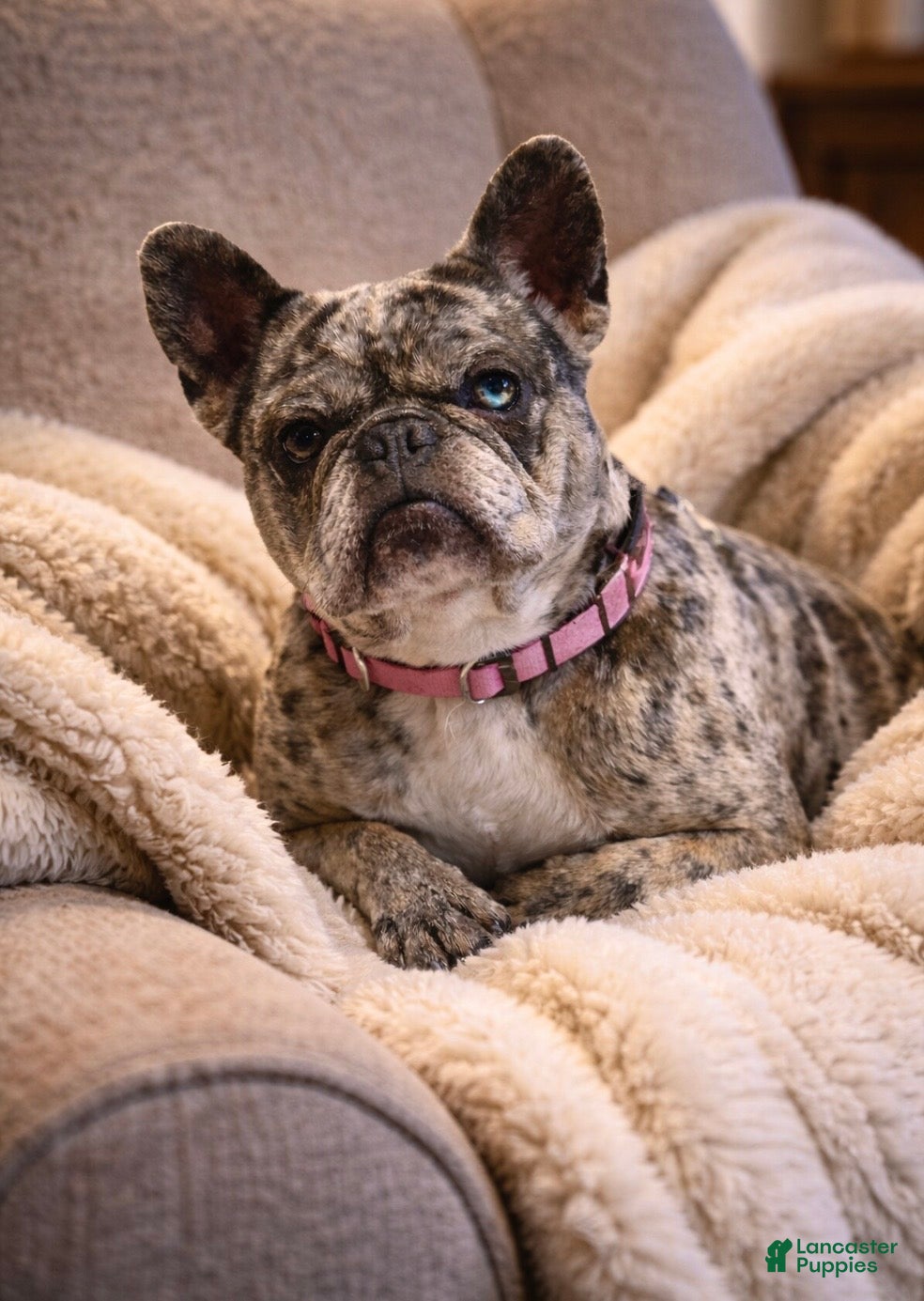 Amy