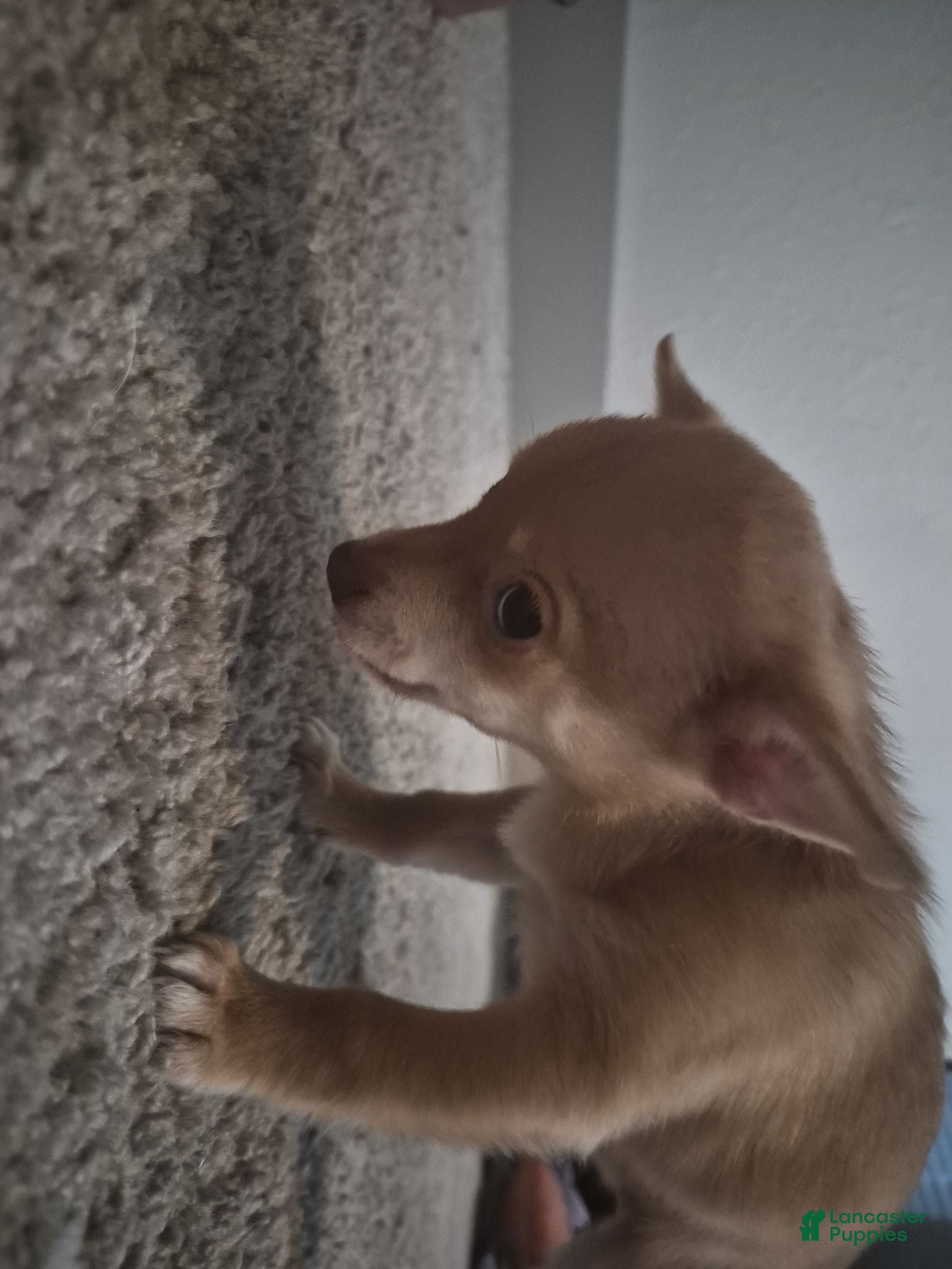 Pomchi dogs Pomchi 3 - Ad 2