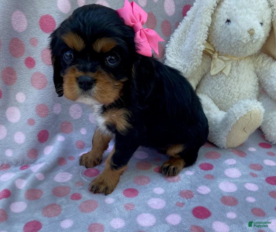 Cavalier King Charles Spaniel dogs for sale: Olivia - Ad 2