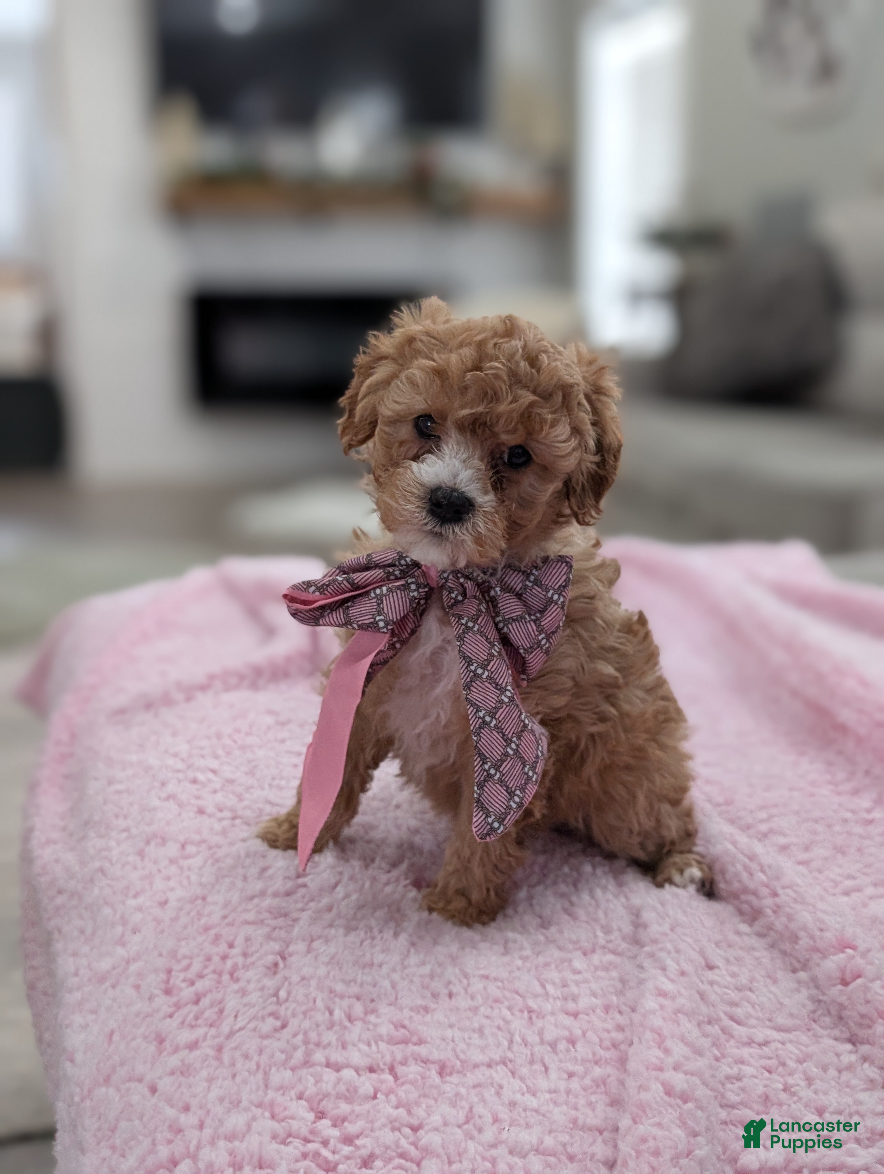 Toy Poodle dogs Wendy  - Ad 18
