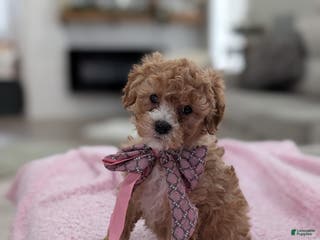 Toy Poodle dogs Wendy - Ad 18