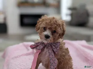 Toy Poodle dogs Wendy - Ad 1