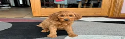 Cockapoo dogs for sale: Manny - Ad 4