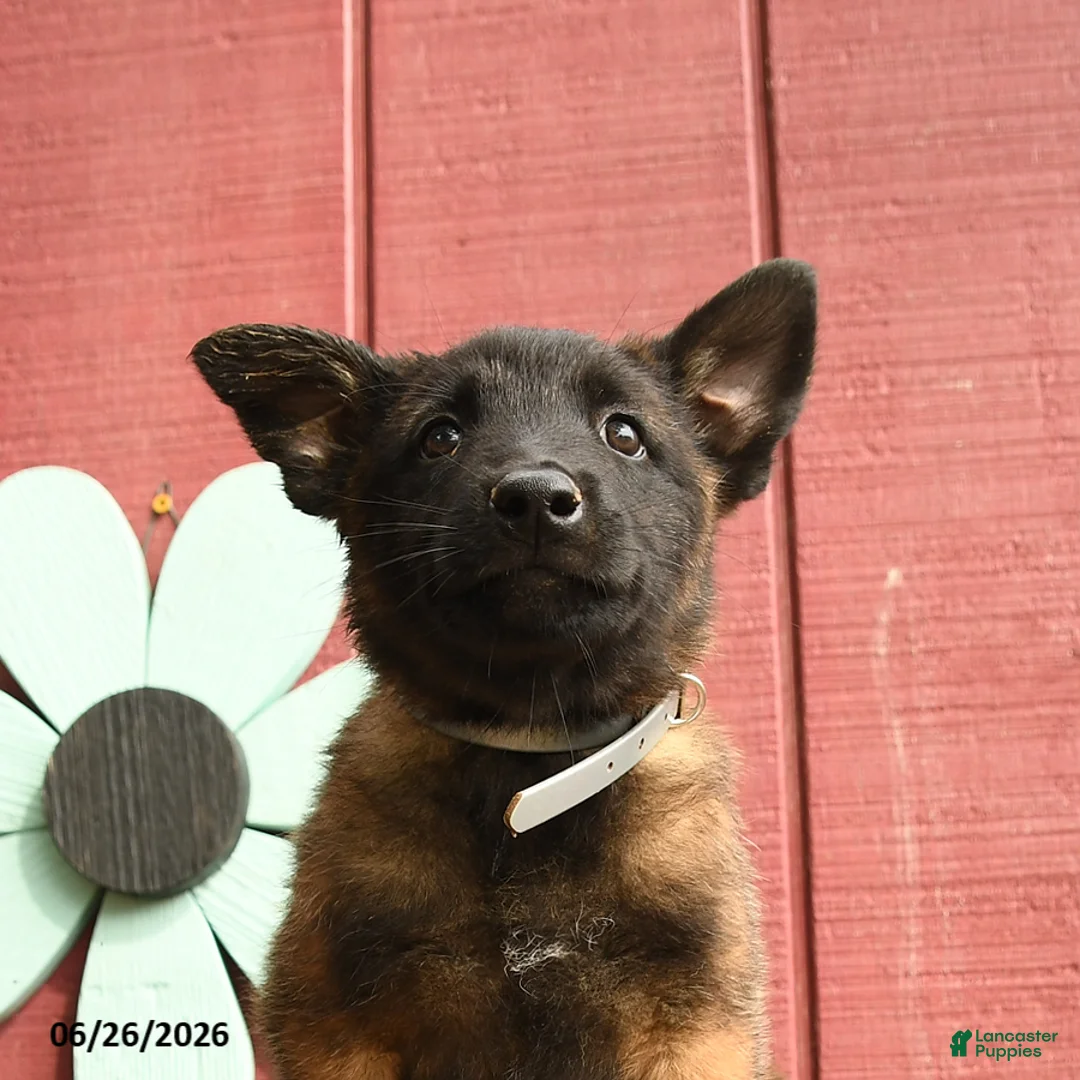 Belgian Malinois dogs for sale: Crystal - Ad 5