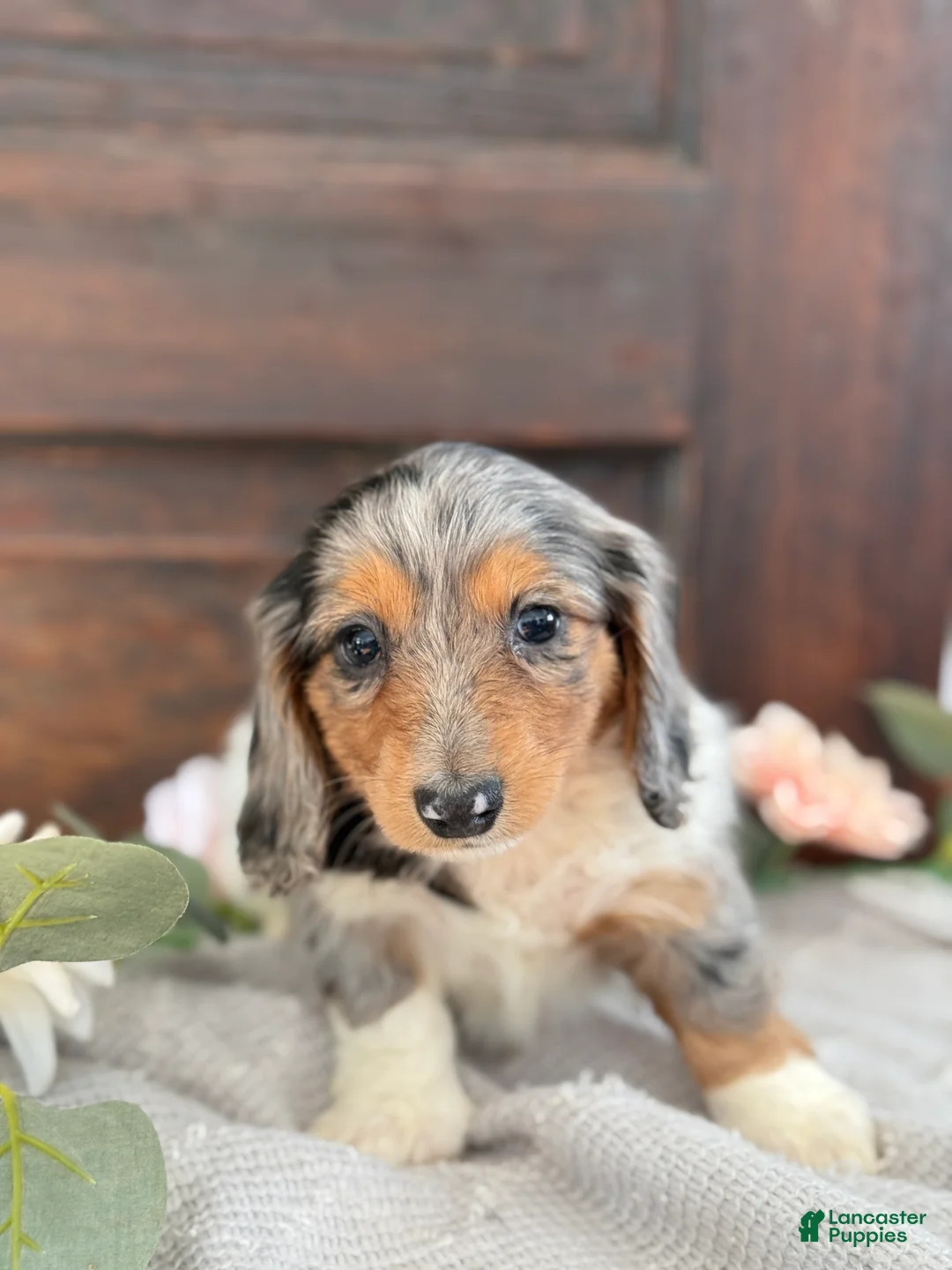 Miniature Dachshund dogs for sale: Murphy - Ad 9