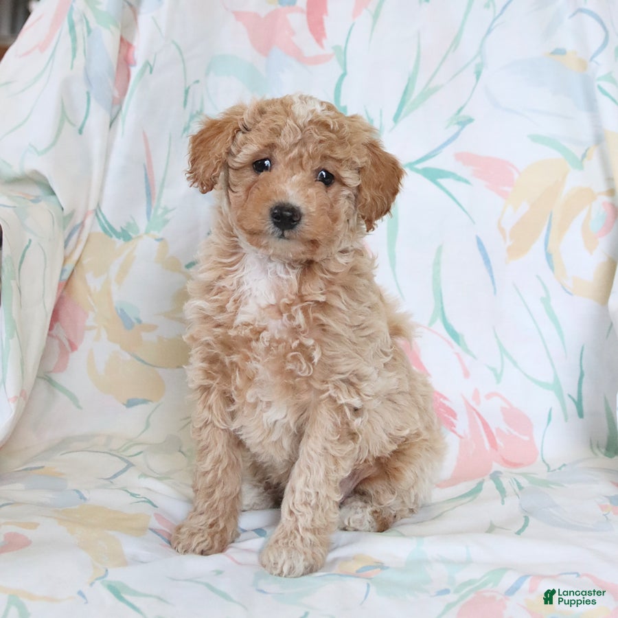 Miniature Poodle dogs for sale: Ricky  - Ad 1