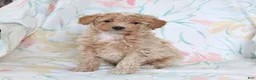 Miniature Poodle dogs for sale: Ricky  - Ad 1