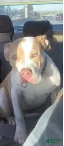 American Bully dogs Benny - Ad 9