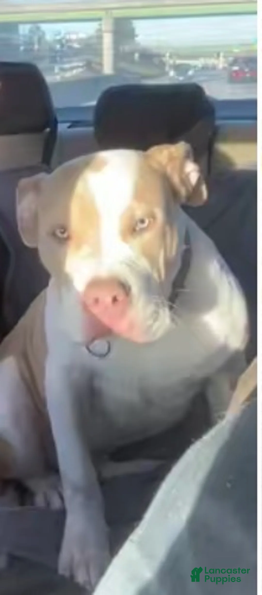 American Bully dogs for sale: Benny - Ad 1