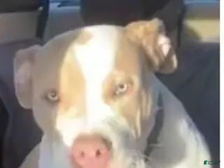 American Bully dogs Benny - Ad 9