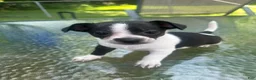 Mixed Breed dogs for sale: Oreo - Ad 3