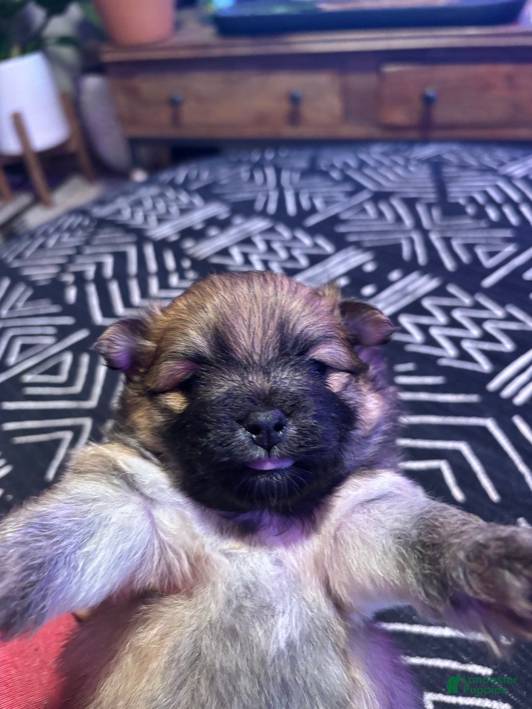 Pomeranian dogs for sale: Chloe - Ad 5