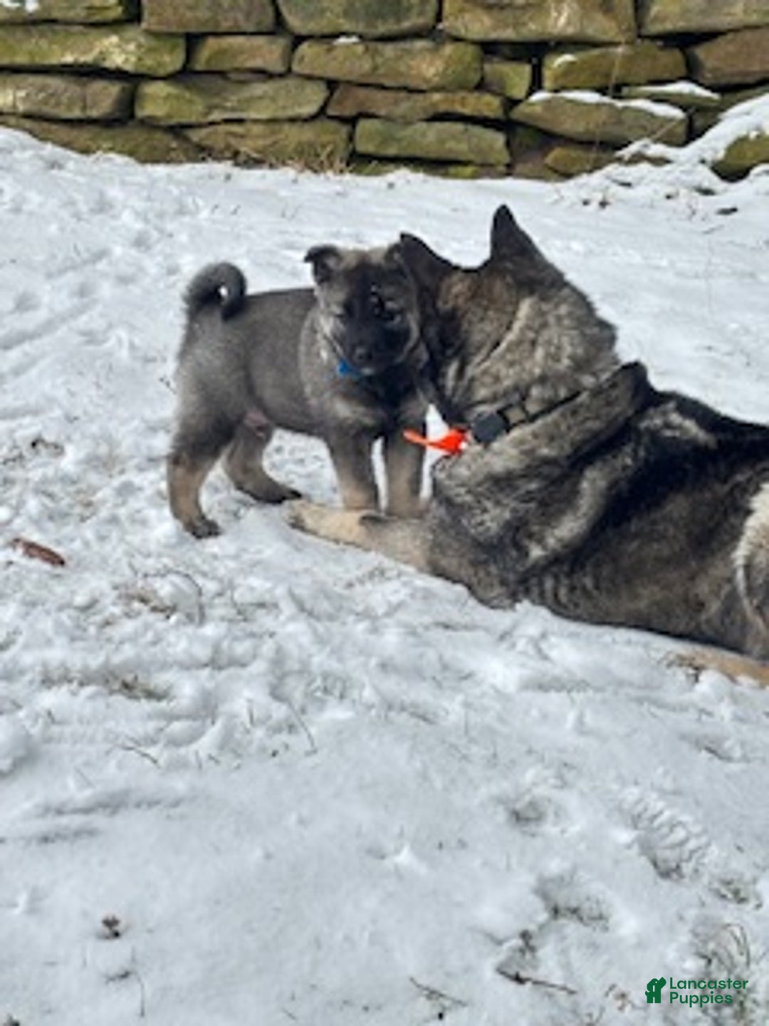 Norwegian Elkhound dogs for sale: Little Boy Blue - Ad 3