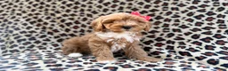 Cavapoo dogs for sale: Mercedes  - Ad 2
