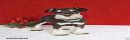 Miniature Schnauzer dogs for sale: Buster - Ad 3