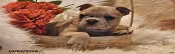Frenchton dogs for sale: Poppy - Ad 4