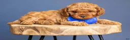 Cavapoo dogs for sale: Ariat - Ad 3