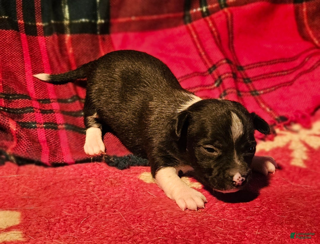 Chihuahua dogs for sale: Gregg - Ad 2