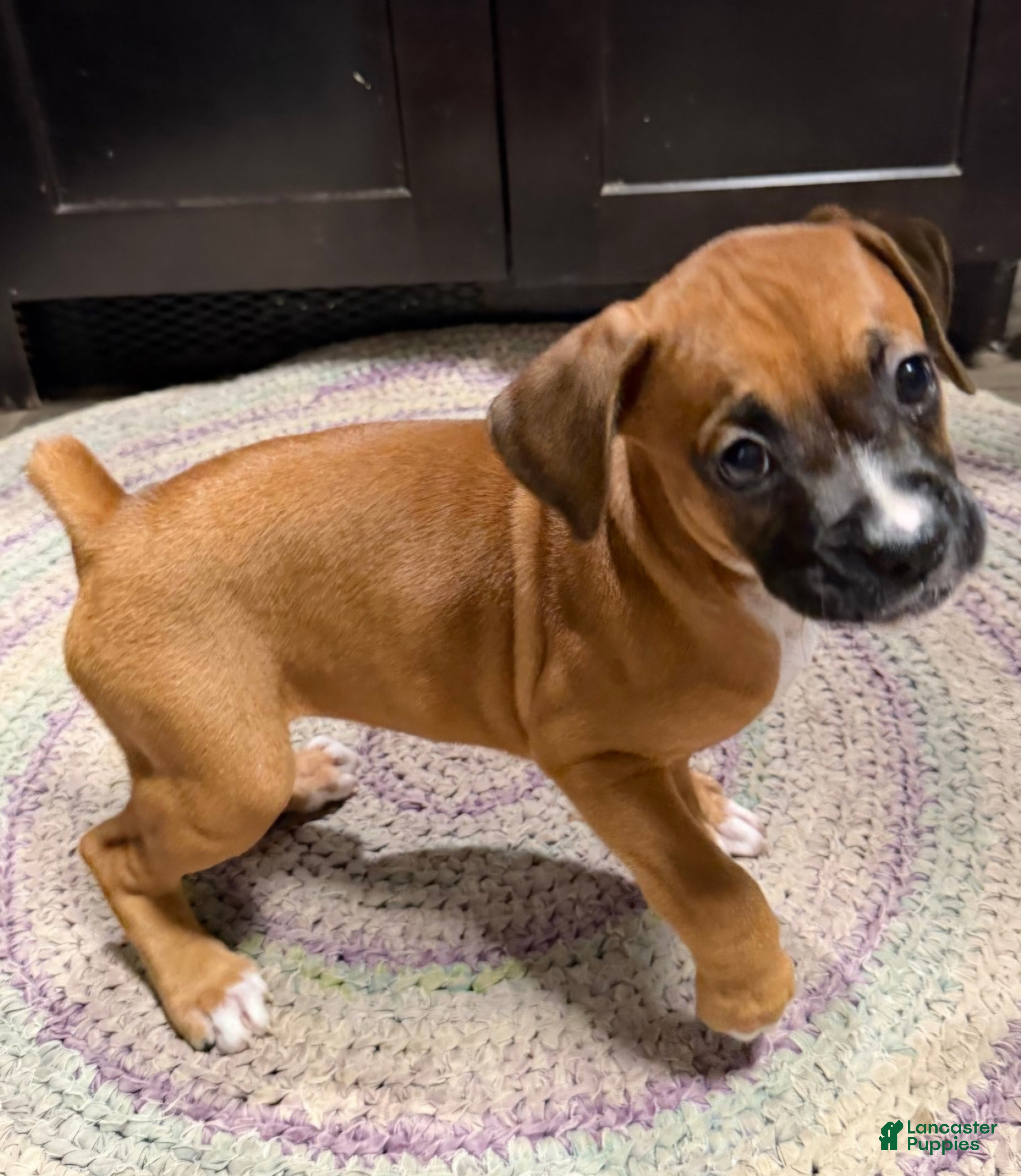 Boxer