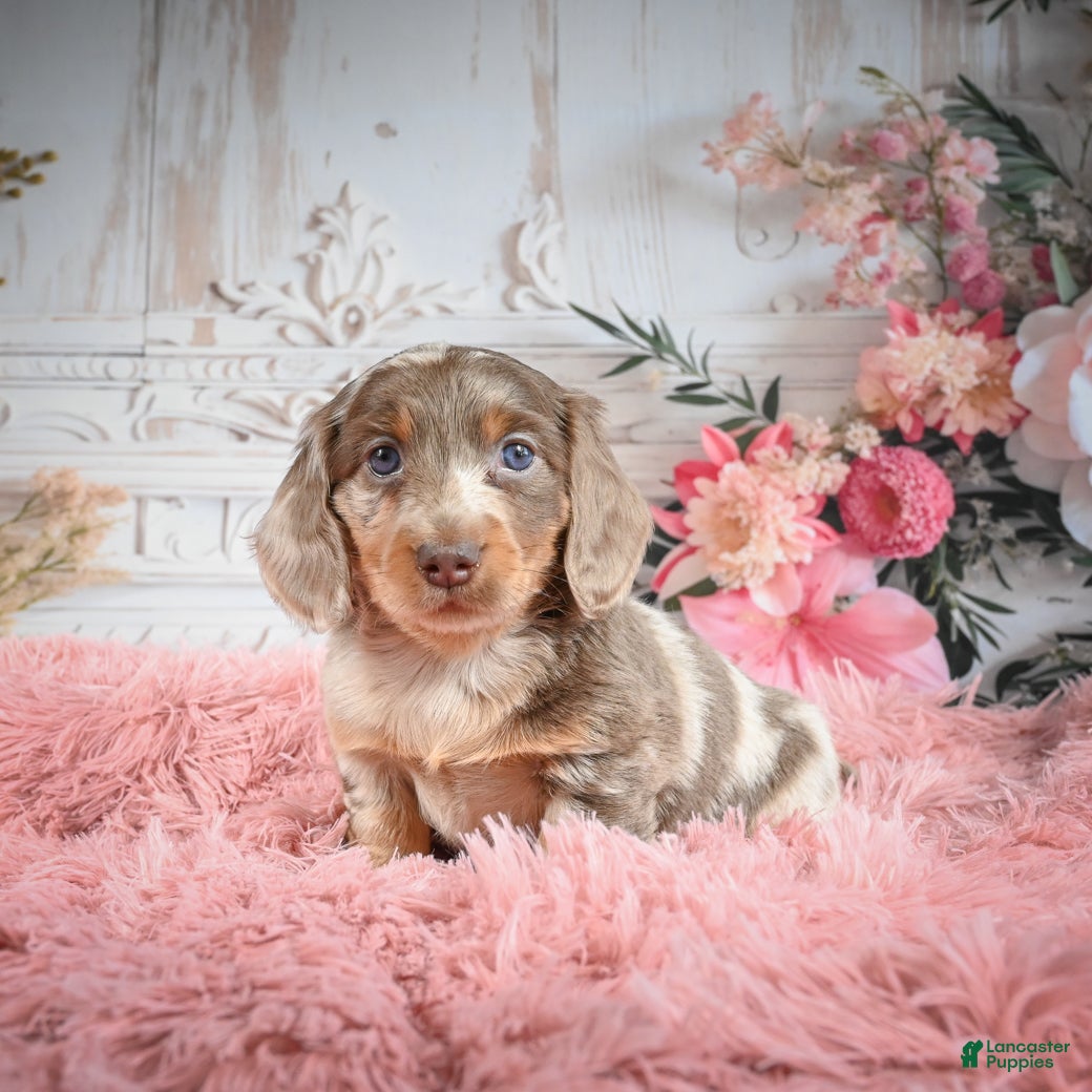 Miniature Dachshund dogs Rolex - Ad 2