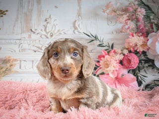Miniature Dachshund dogs Rolex - Ad 2