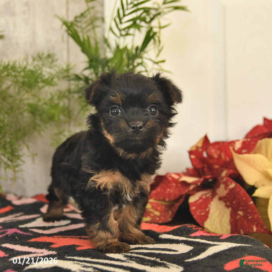 Yorkshire Terrier dogs Sweetie  - Ad 8