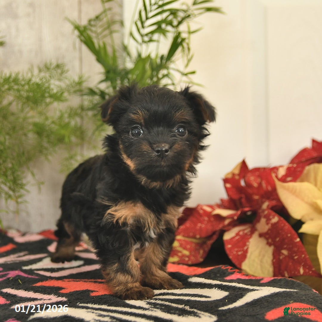Yorkshire Terrier dogs for sale: Sweetie  - Ad 1