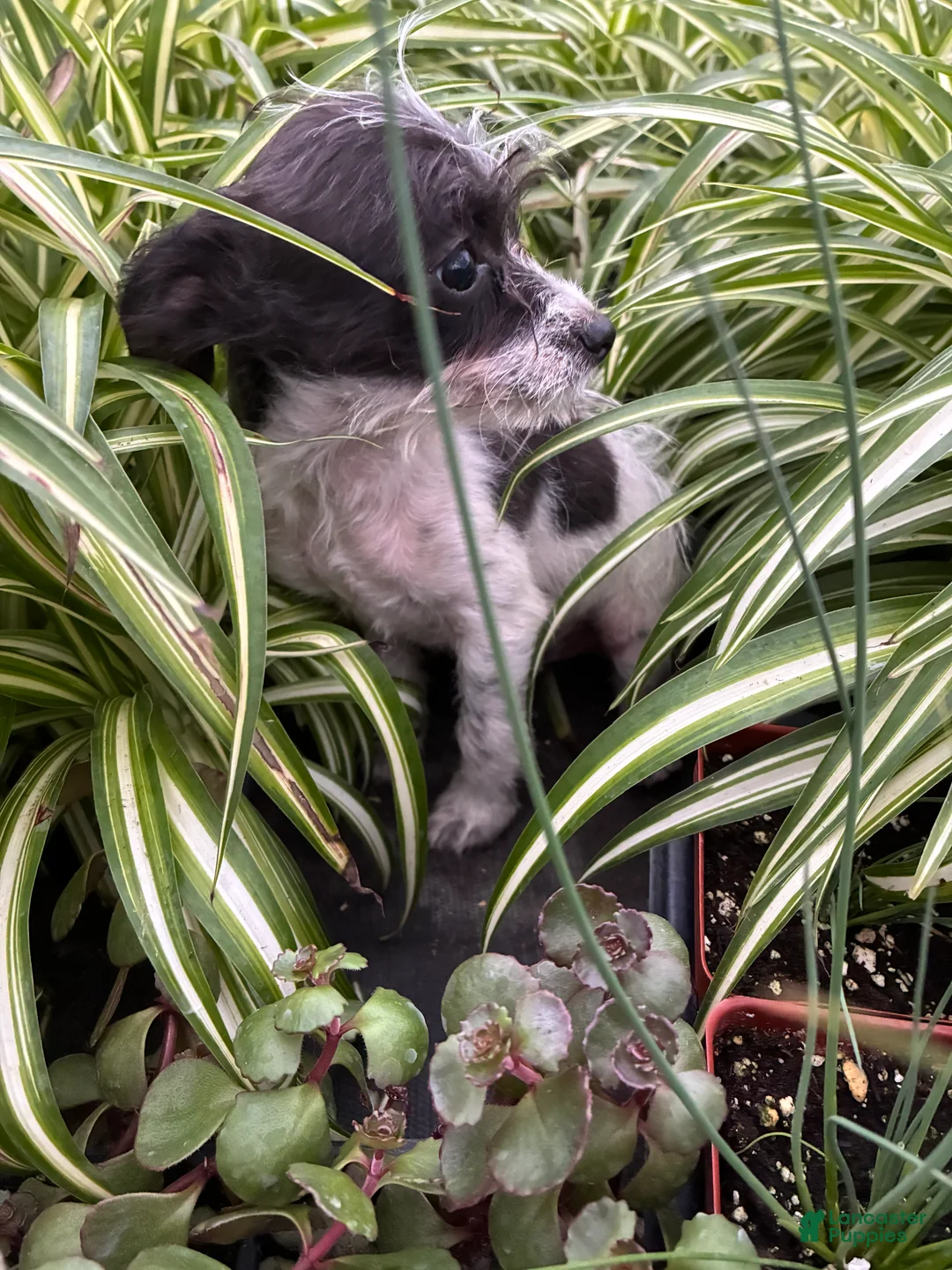 Chipoo dogs for sale: Chipoo Puppy 1 - Ad 2