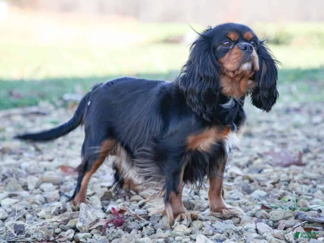 Cavapoo dogs for sale: Erica - Ad 5