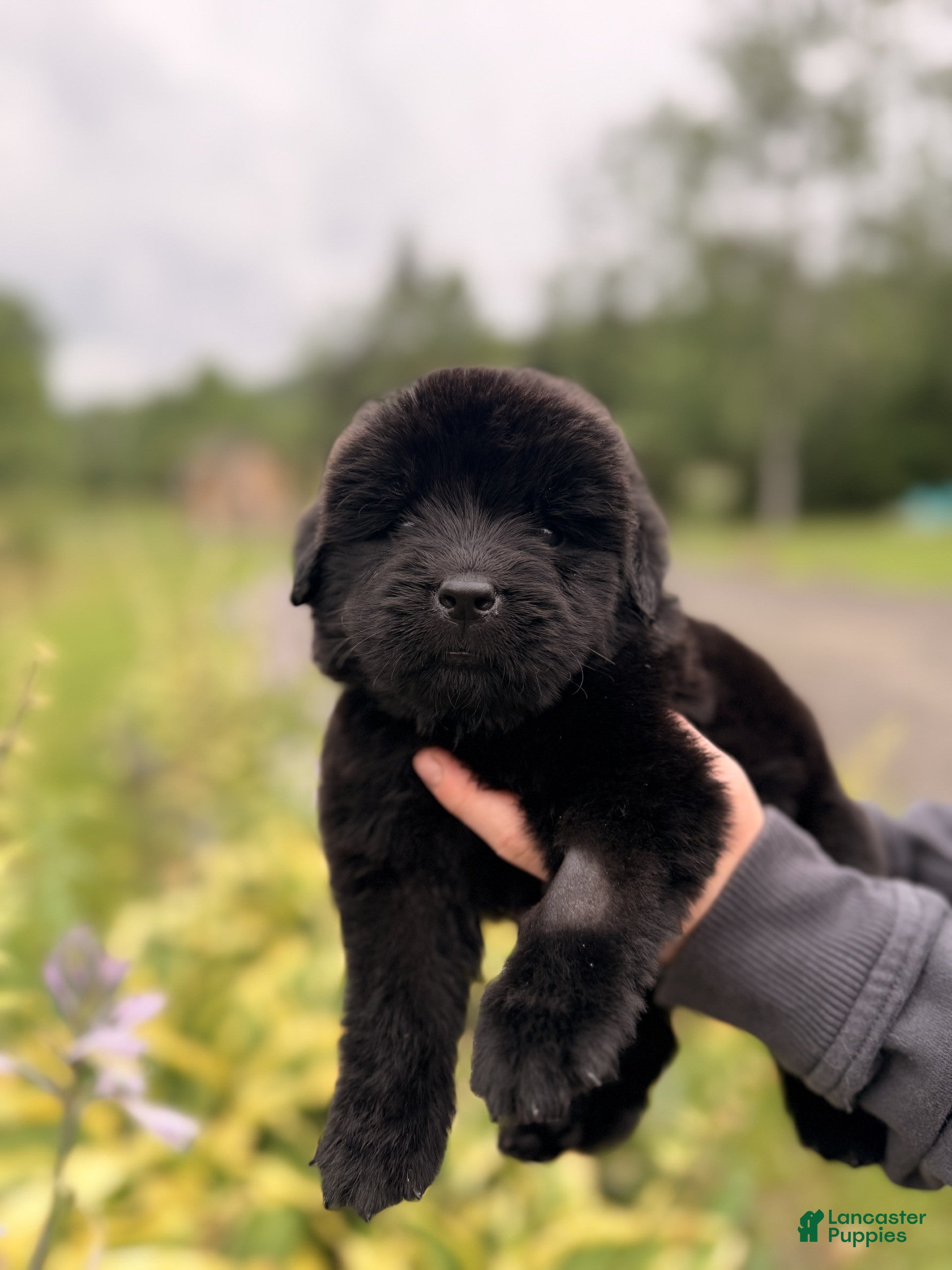 Newfoundland dogs Pat Benatar - Ad 2